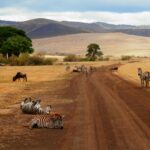 Tanzanija: Srce vzhodne Afrike z osupljivo naravo in kulturo Zebre v Tanzaniji predstavljajo značilno afriško žival, ki živi na prostranih savanah in je simbol raznolike divjine te vzhodnoafriške države.